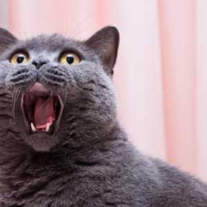 अगर मेरी बिल्ली ड्रायर से डरती है तो क्या करें?