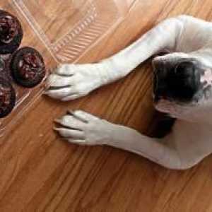 अगर कुत्ता चॉकलेट खाता है तो क्या करें