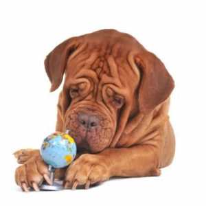 कुत्तों को यात्रा करने की क्या ज़रूरत है? - टीके और दस्तावेज