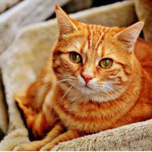 बिल्लियों में रेबीज - लक्षण और संक्रमण