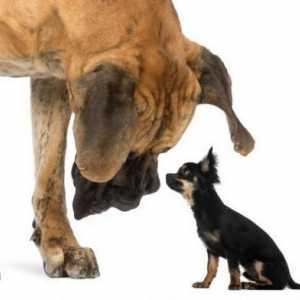 विशालकाय कुत्ते नस्लों: बड़ी कुत्तों की जानकारी और छवियां