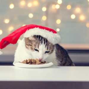 बिल्लियों के लिए क्रिसमस व्यंजनों