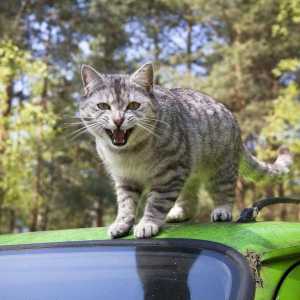 एक बिल्ली के साथ कार द्वारा यात्रा के लिए सिफारिशें