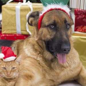 Regalos navideños para mascotas