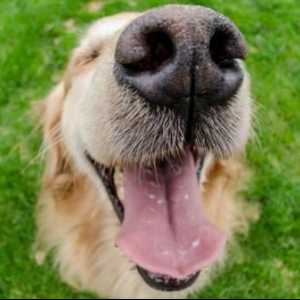 कुत्तों में बुरी सांस के लिए घरेलू उपचार