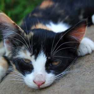 निर्जलित बिल्लियों के लिए घरेलू उपचार