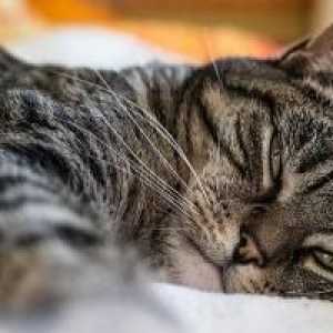 बिल्लियों में दस्त के लिए घरेलू उपचार