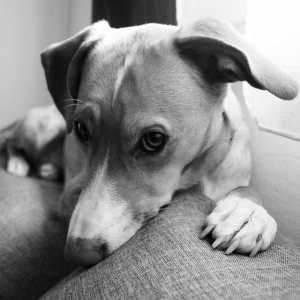 कुत्तों में seborrhea के लिए घरेलू उपचार