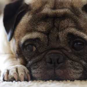 कुत्तों में गैस्ट्रोएंटेरिटिस के लिए प्राकृतिक उपचार