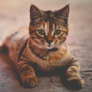 बिल्लियों में गैस्ट्रोएंटेरिटिस के लिए प्राकृतिक उपचार