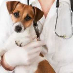 पिल्ले कुत्तों के लिए पशु चिकित्सा संशोधन