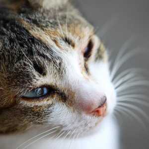 बिल्लियों में पॉलीसिस्टिक गुर्दे - लक्षण और उपचार
