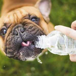 क्या आप जानते हैं कि आपके कुत्ते को कितना पानी पीना चाहिए?