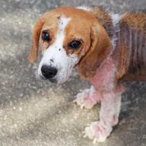 कुत्तों में demodectic scabies - लक्षण और उपचार