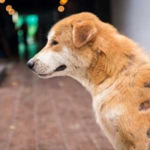 कुत्तों में खरोंच - लक्षण, उपचार और संक्रमण