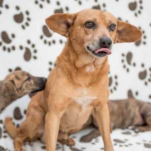 # सेरेन्डेपिया: इस भाग्यशाली मुठभेड़ में शामिल हों और इन 4 कुत्तों में से एक को अपनाना