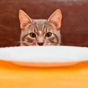 यदि आपके पास बिल्ली है तो आपको इन खतरनाक खाद्य पदार्थों से सावधान रहना चाहिए