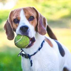 क्या टेनिस गेंद कुत्तों के लिए अच्छी है?