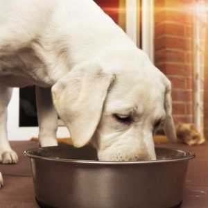 कुत्तों के लिए प्राकृतिक भोजन की खुराक