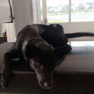 सेनेका: सड़क कुत्ता जो एक एवियरी खतरे अधिकारी बन गया