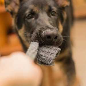 कुत्तों में पिका सिंड्रोम - व्यवहार, लक्षण और उपचार