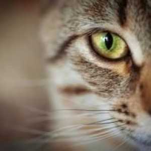बिल्लियों में ग्लूकोमा के लक्षण