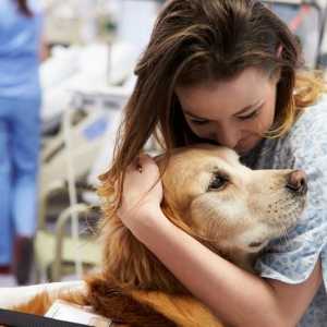 कुत्तों के साथ सहायक चिकित्सा