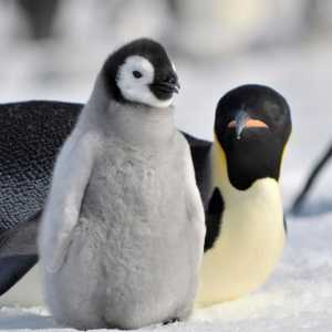 पेंगुइन के प्रकार