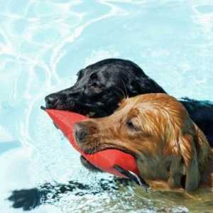 अपने कुत्ते के साथ तैराकी के लिए सुरक्षा युक्तियाँ
