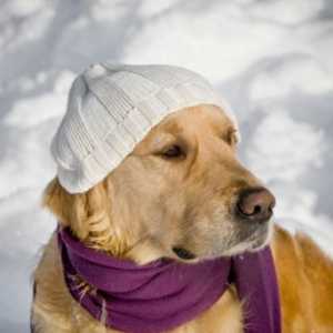 सर्दियों में पिल्लों की देखभाल के लिए टिप्स