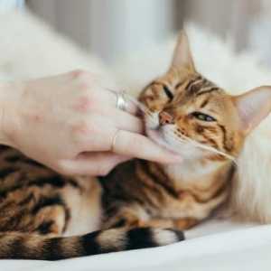 बिल्लियों में उत्साह के बारे में सब - नर और मादा