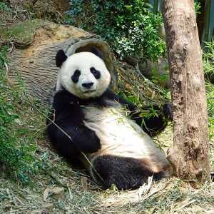 पांडा आवास के बारे में सब कुछ