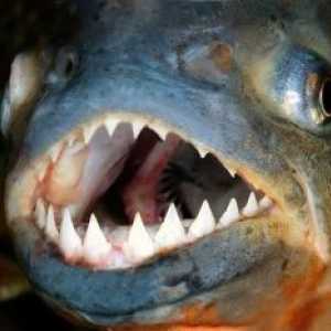 शीर्ष 10: दुनिया में सबसे डरावनी मछली