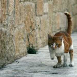 बिल्ली भाषा का अनुवाद: जब वे पीठ को पीड़ित करते हैं तो वे पूंछ क्यों उठाते हैं