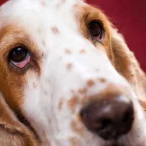 कुत्तों में conjunctivitis के लिए गृह उपचार