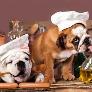 कुत्तों के लिए जैतून का तेल का उपयोग और लाभ