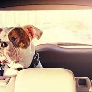 अपने कुत्ते के साथ सुरक्षित रूप से कार से यात्रा करें।