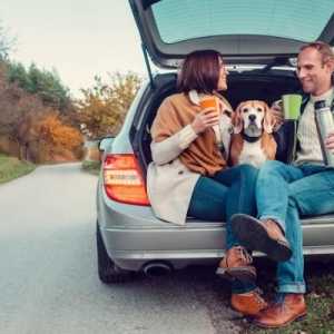 अपने कुत्ते के साथ कार द्वारा यात्रा - स्पेनिश कानून 2018