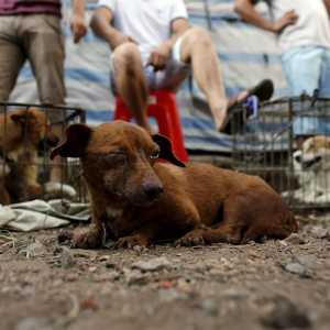 यूलिन: चीन में कुत्ते मांस त्यौहार