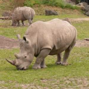 अंतिम पुरुष सफेद rhinoceros, अंगरक्षक के लिए बाहर देखो