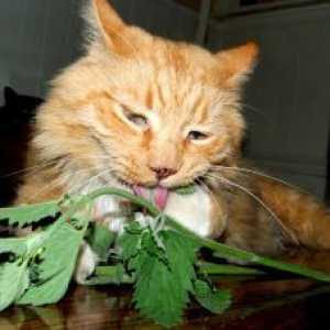 "Catnip": बिल्लियों के मारिजुआना