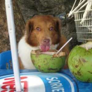 कुत्तों और बिल्लियों के लिए नारियल का तेल