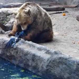 इस बचाव भालू ने डूबने वाले एक चट्टान के जीवन को बचाया